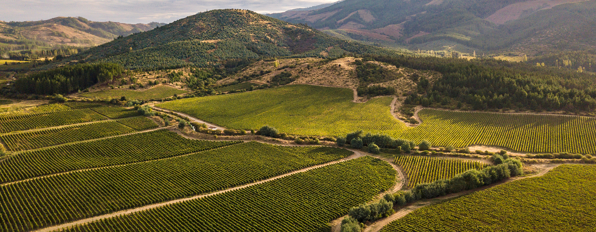 Balduzzi Wines
